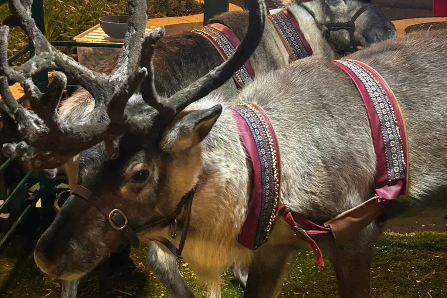 A pair of festive reindeer at the Queens Crescent Festive Light Market
